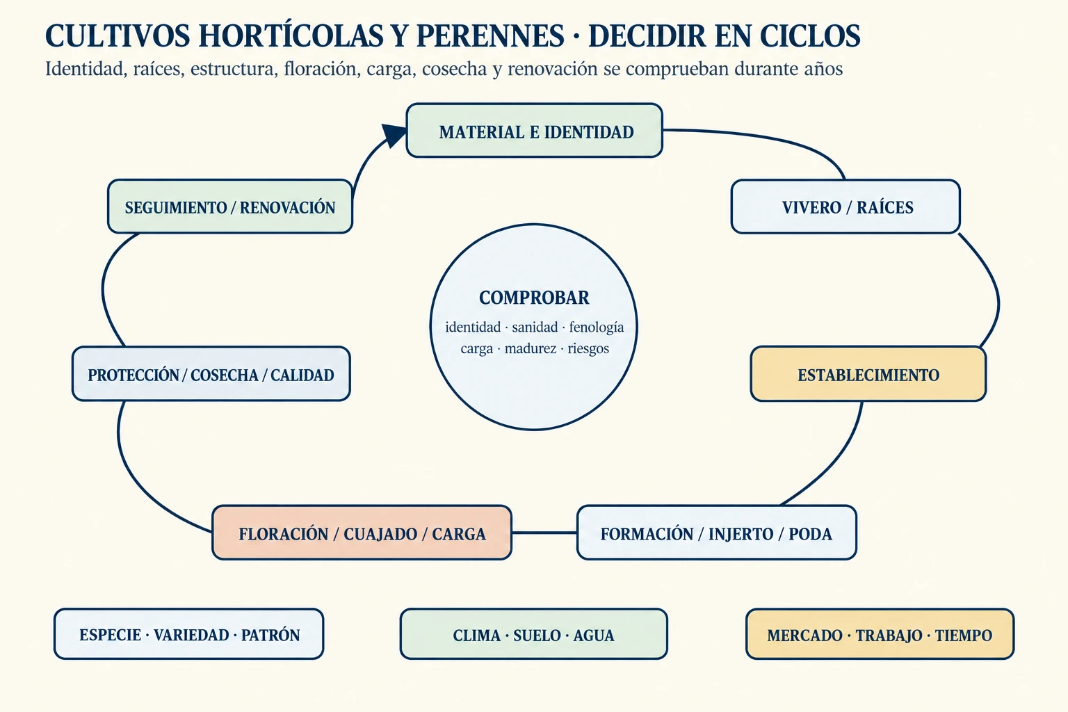 Un ciclo conecta material de propagación, vivero, establecimiento, formación, floración, carga, protección, cosecha y seguimiento de riesgos en un cultivo perenne, con bucles de especie–patrón, clima–suelo–agua y mercado–trabajo–tiempo.