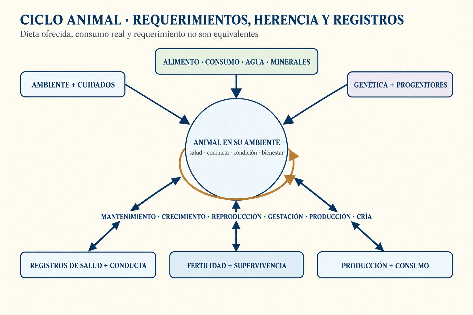 Diagrama de un sistema ganadero que conecta requerimientos y consumo de alimento, agua y minerales con etapas vitales, reproducción, crías, selección genética y registros de bienestar y producción.