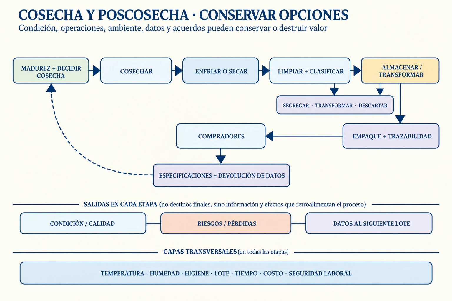Diagrama de la cadena entre madurez, cosecha, acondicionamiento, almacenamiento, trazabilidad y compradores, con pérdidas, riesgos y bucles de información visibles.