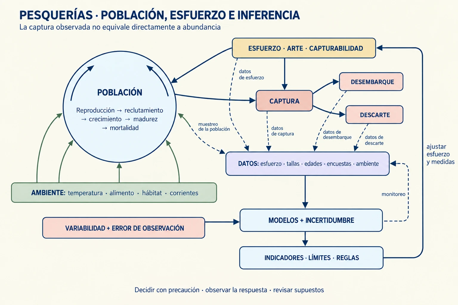 Diagrama de una pesquería que conecta ciclo de vida, reclutamiento, mortalidad, esfuerzo, capturabilidad, datos y decisiones precautorias con retroalimentaciones ambientales.