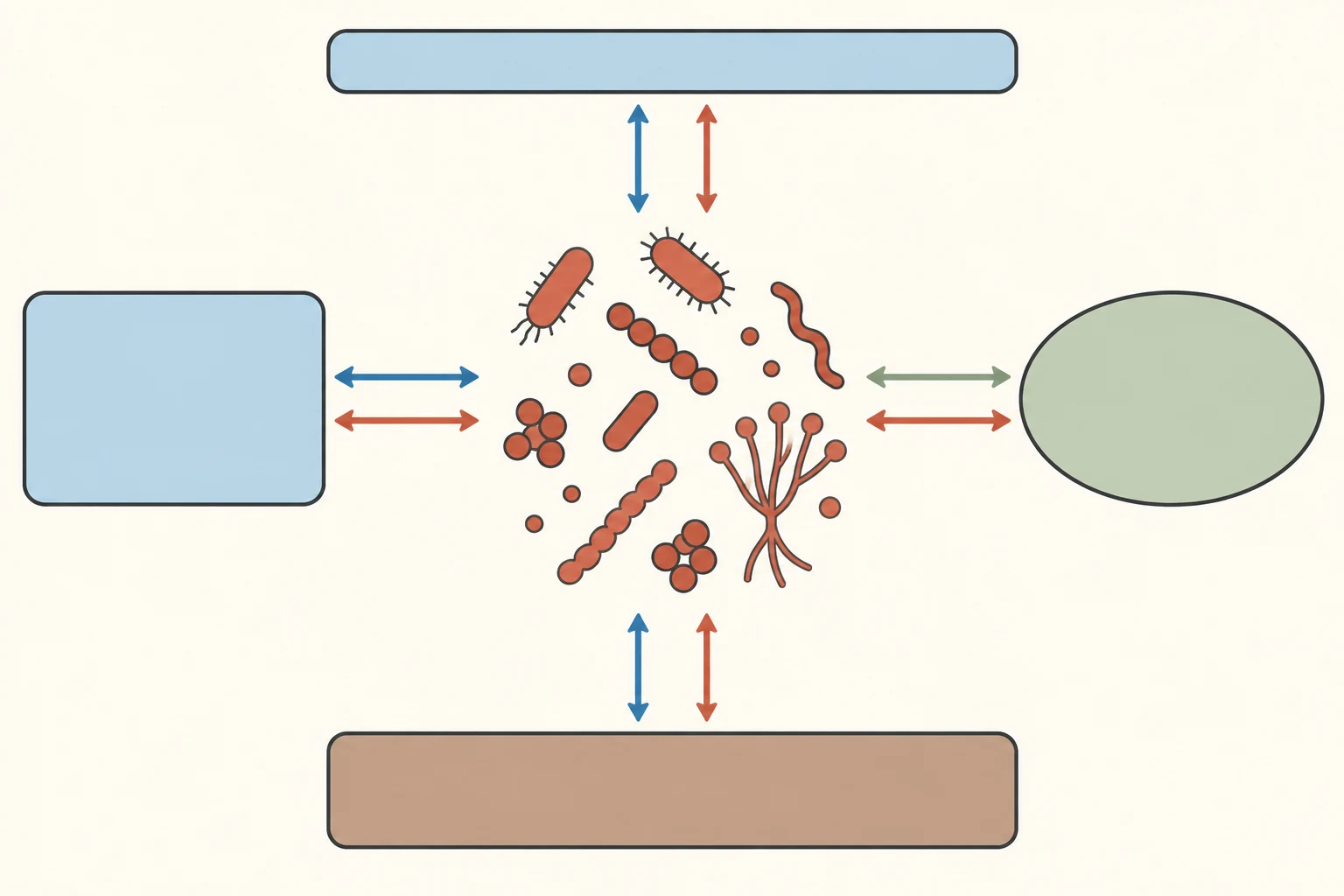 Red de microorganismos conectada mediante transformaciones de carbono, nitrógeno y azufre con atmósfera, agua, suelo y organismos; ningún nodo realiza por sí solo el ciclo completo.
