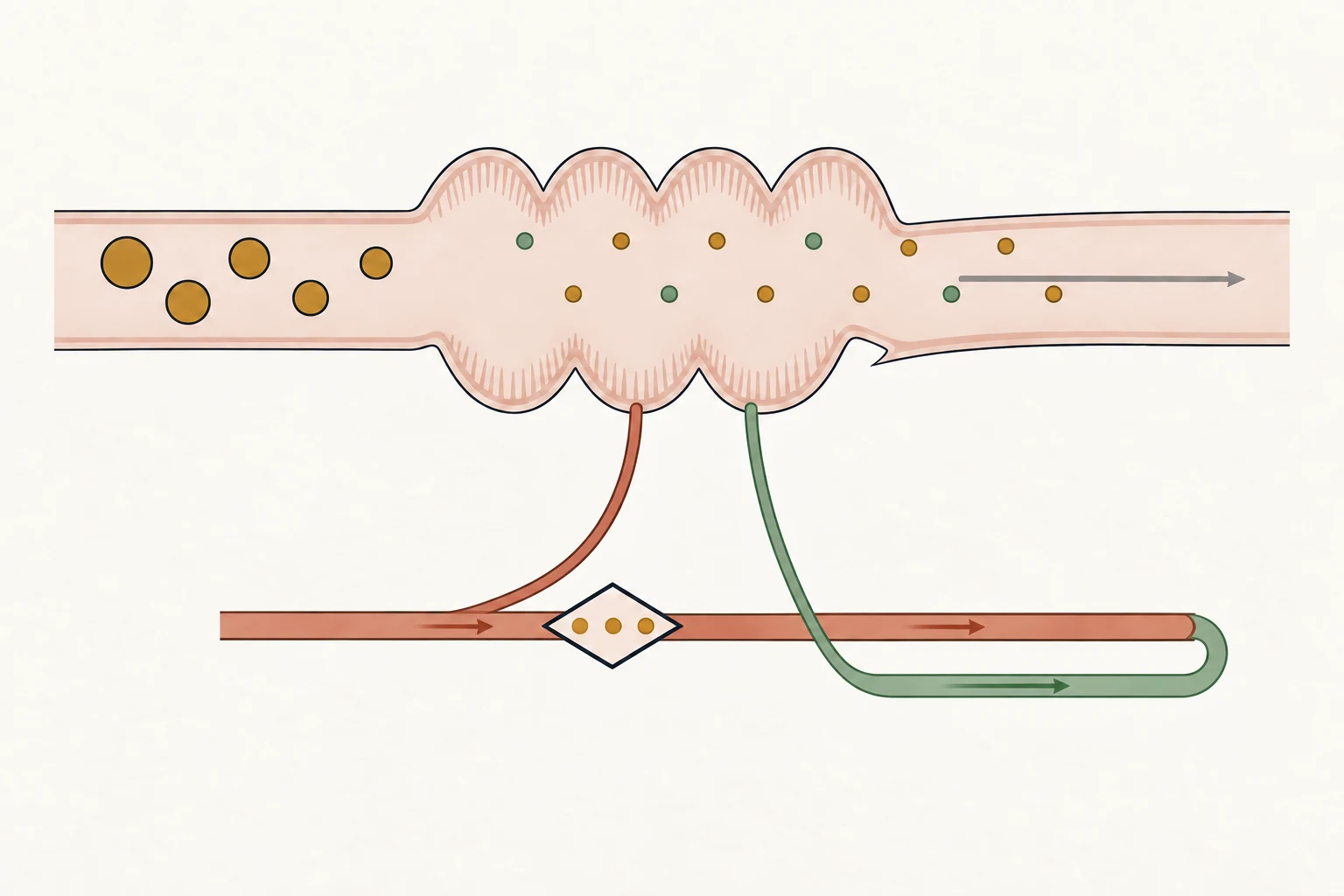 Luz intestinal con digestión progresiva y dos rutas de absorción: sangre portal a través de un campo hepático y linfa que se incorpora después a la sangre.